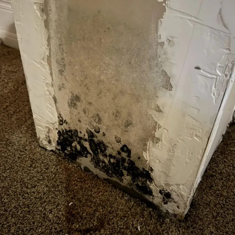 Professional Mold Removal in Henderson County, TN